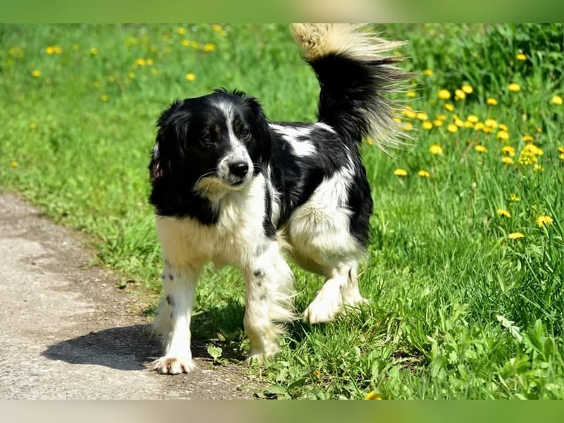 James S269 ist ein entspannter Hundekumpel