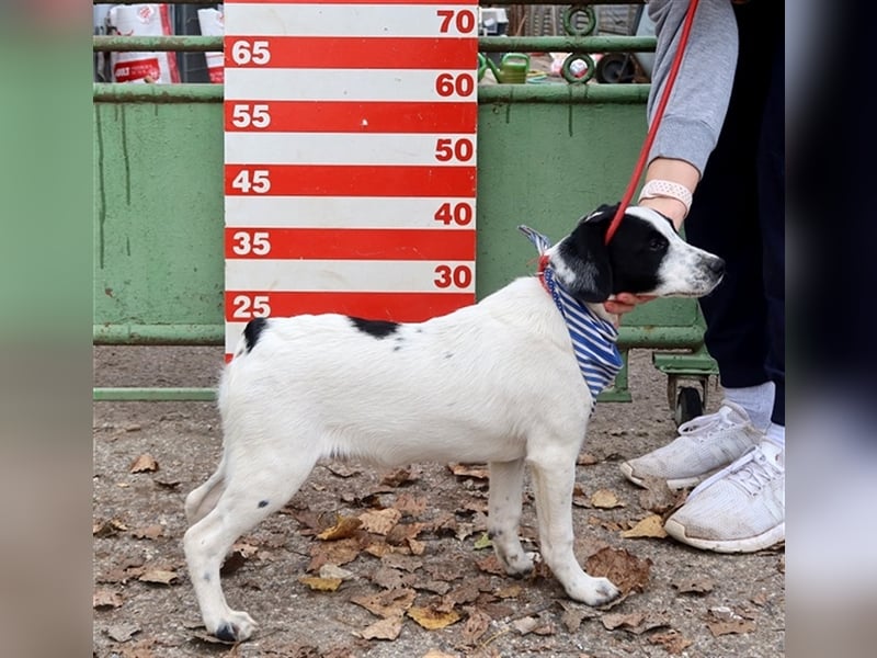 Jurko ist ein echter Hingucker