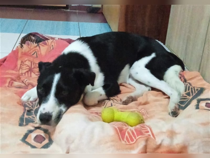 Bobi Ist eine wundervolle Persönlichkeit