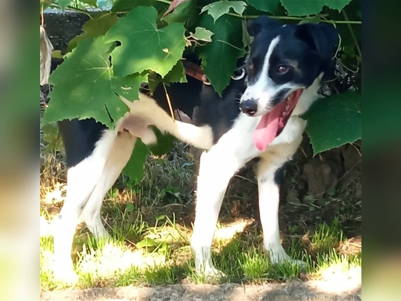 Bobi Ist eine wundervolle Persönlichkeit