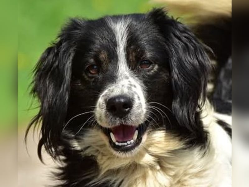 James S269 ist ein entspannter Hundekumpel