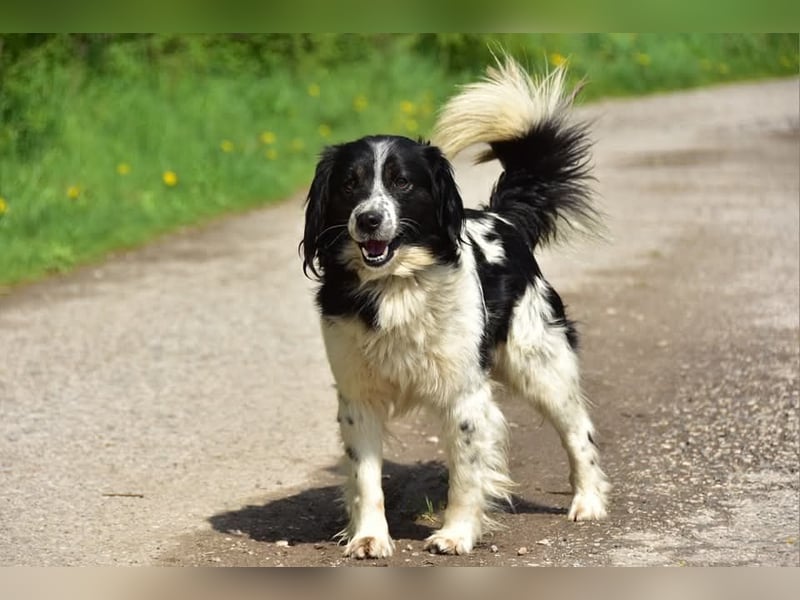 James S269 ist ein entspannter Hundekumpel