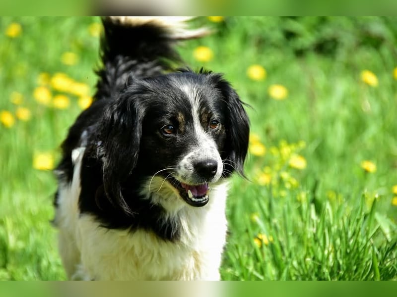 James S269 ist ein entspannter Hundekumpel