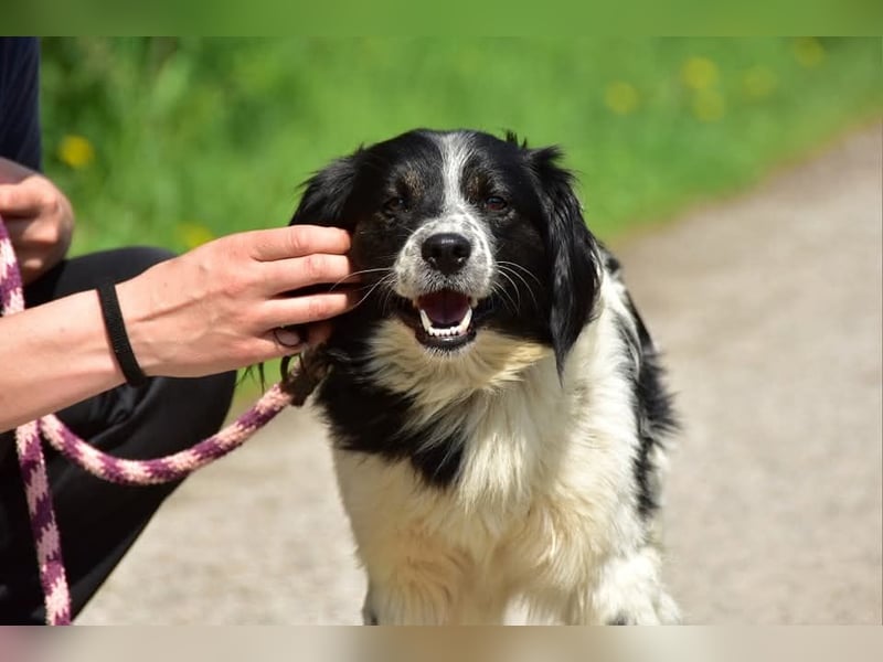 James S269 ist ein entspannter Hundekumpel