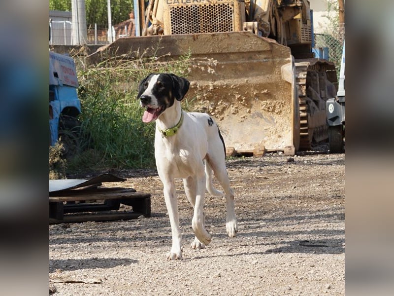 Lupo sucht ein Zuhause