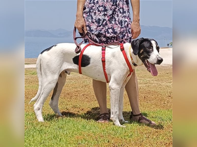 Lupo sucht ein Zuhause