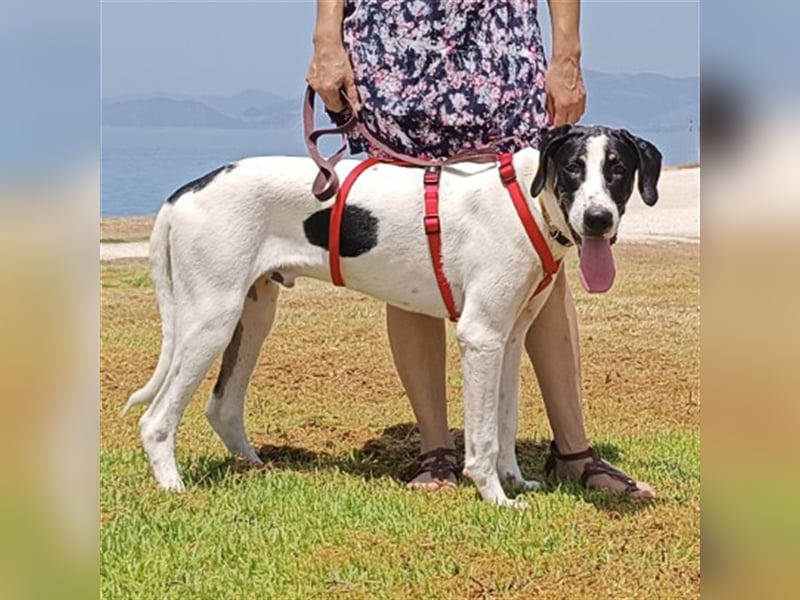 Lupo sucht ein Zuhause