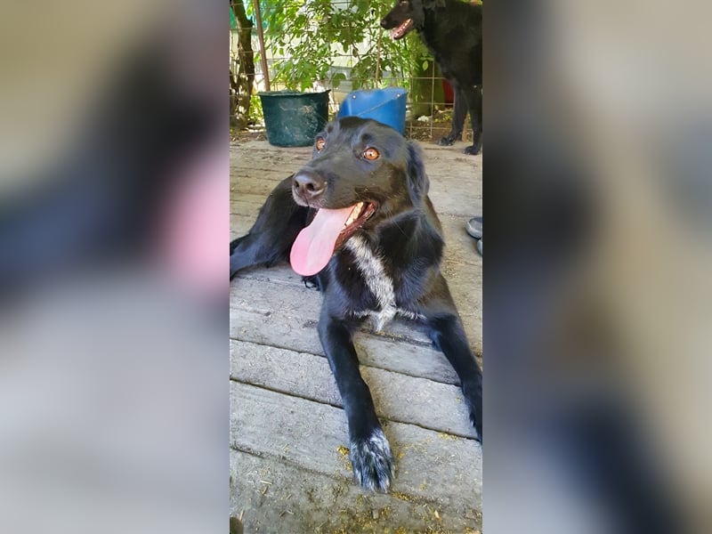 Merlin  (Santuhalm-Shelter Rumänien)