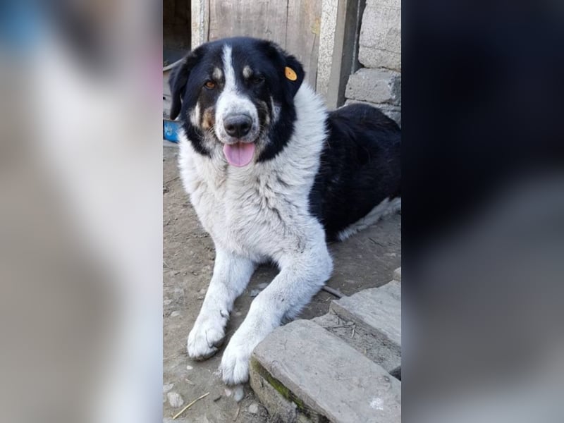 Rudi -Herdenschutzhund  Gnadenplatz gesucht