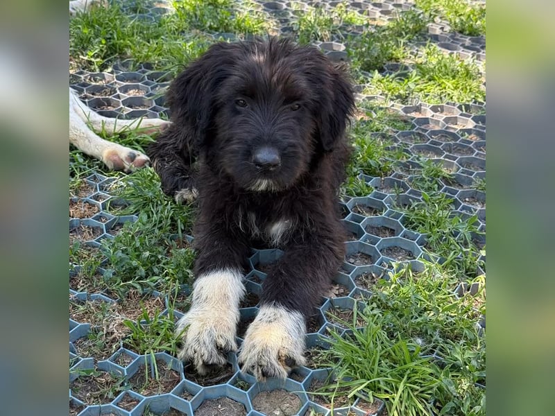 Bruno
