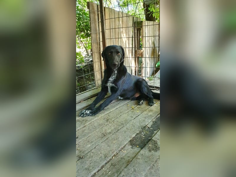 Merlin  (Santuhalm-Shelter Rumänien)