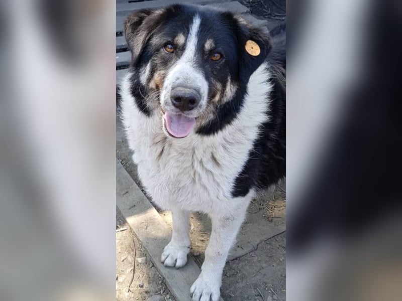 Rudi -Herdenschutzhund  Gnadenplatz gesucht