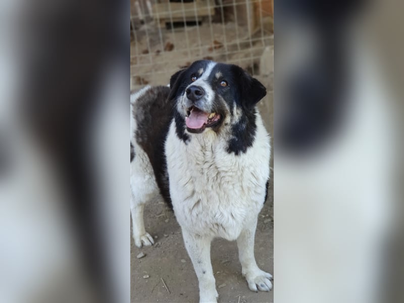 Rudi -Herdenschutzhund  Gnadenplatz gesucht