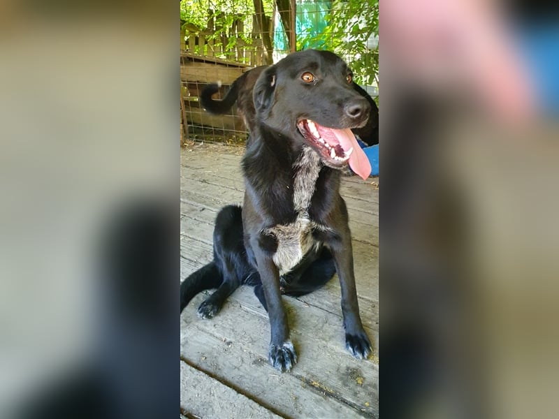 Merlin  (Santuhalm-Shelter Rumänien)