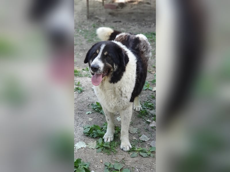 Rudi -Herdenschutzhund  Gnadenplatz gesucht