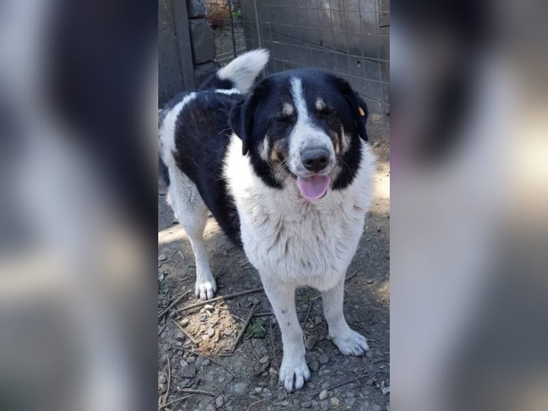 Rudi -Herdenschutzhund  Gnadenplatz gesucht