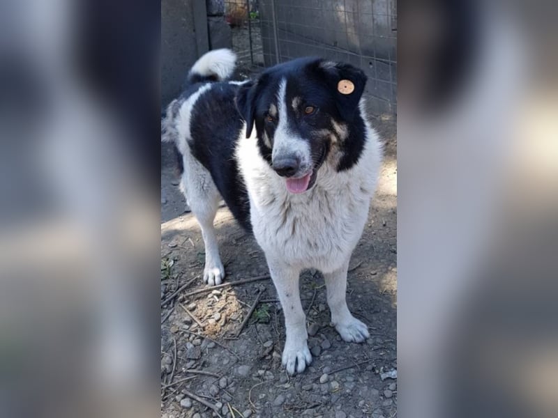 Rudi -Herdenschutzhund  Gnadenplatz gesucht