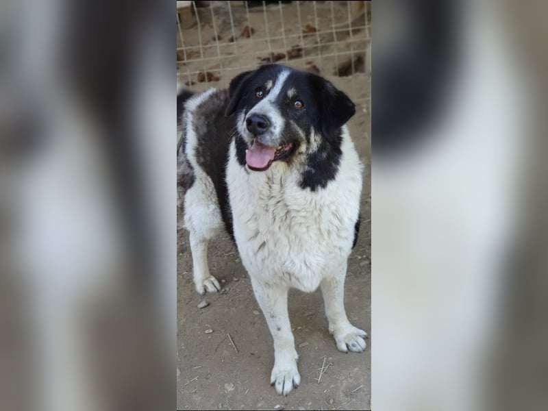 Rudi -Herdenschutzhund  Gnadenplatz gesucht