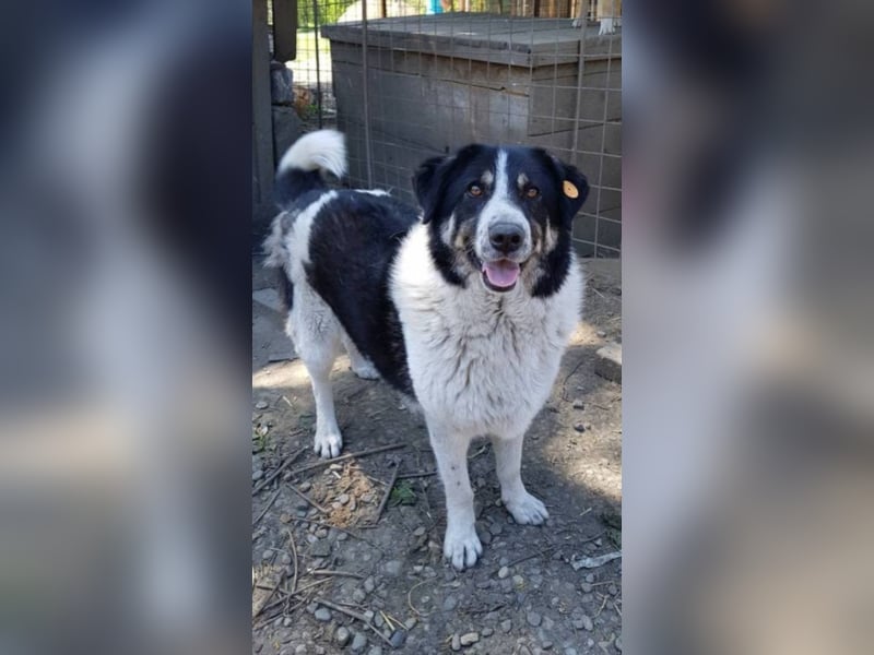 Rudi -Herdenschutzhund  Gnadenplatz gesucht
