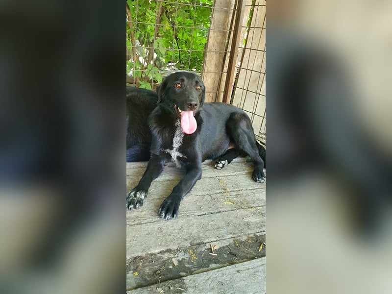 Merlin  (Santuhalm-Shelter Rumänien)