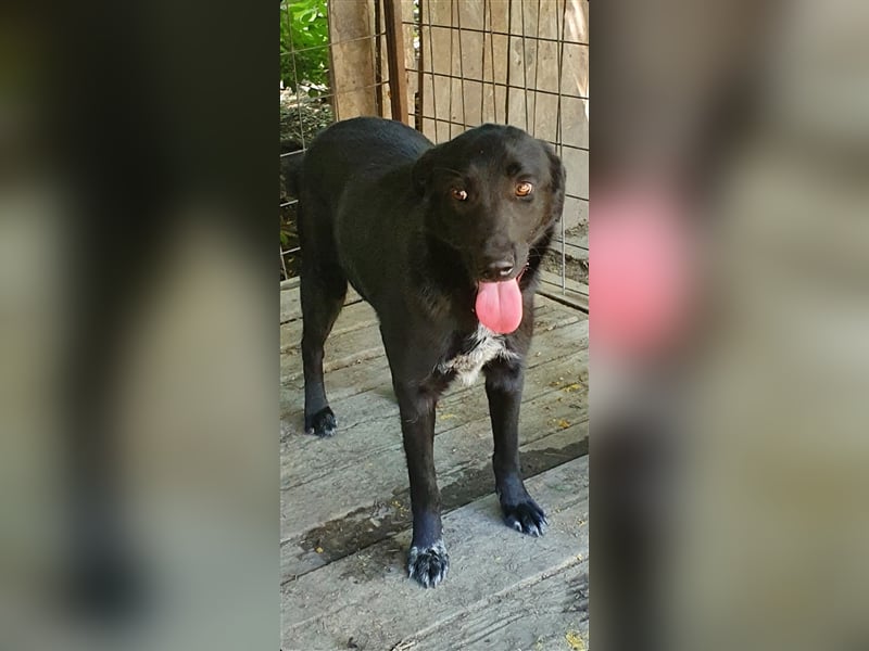 Merlin  (Santuhalm-Shelter Rumänien)