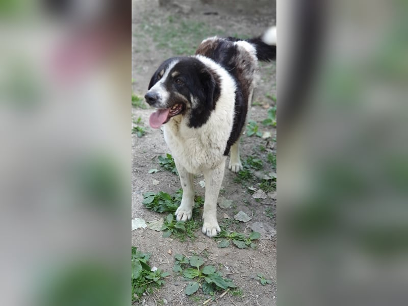 Rudi -Herdenschutzhund  Gnadenplatz gesucht