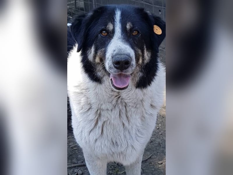 Rudi -Herdenschutzhund  Gnadenplatz gesucht