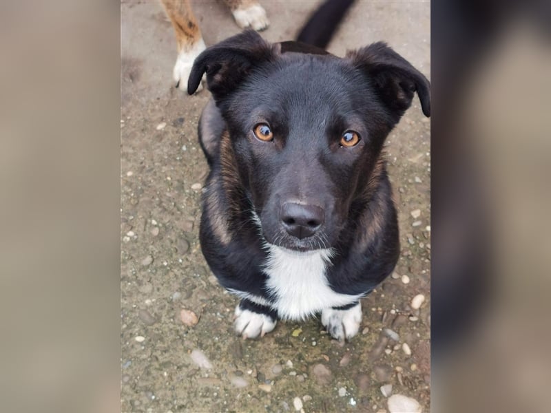 Taviano sucht Pflege- oder Endstelle befindet sich in Rumänien