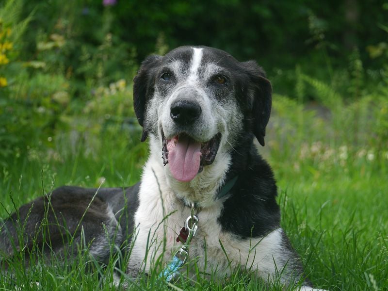 ♥LADI♥ am 13.7. bei "Tiere suchen ein Zuhause"-lieber, unkomplizierter und dankbarer Schmusebär 63cm