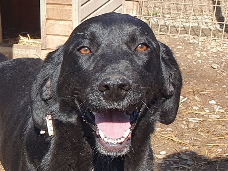♥OBELIX♥ ganz menschenbezogener und zutraulicher Pointer-Mix-Junghund 61 cm