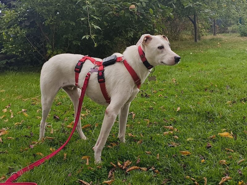 ♥FREDERIK♥ neu auf Pflegestelle bei Köln - wundervoller, menschenbezogener, ruhiger Jungrüde 50 cm