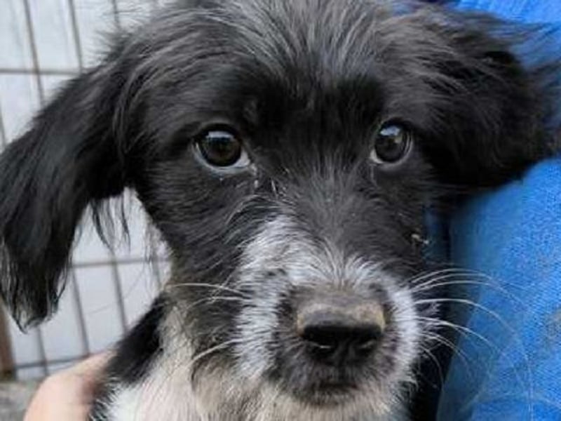 ♥LUDWIG♥ niedlicher, verspielter Junior, der von einem liebevollen Zuhause träumt 25-30cm (wachsend)