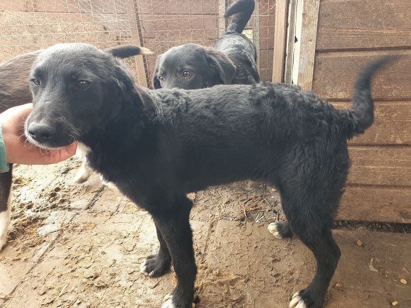 ♥KABO♥ wunderschöner, verschmuster toller Junior mit welligem Fell 41 cm (etwas wachsend)