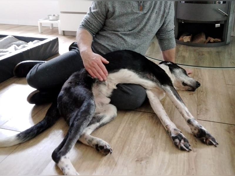 ♥LADI♥ auf Pflegestelle bei Köln - ganz lieber, unkomplizierter und dankbarer Schmusebär 63 cm