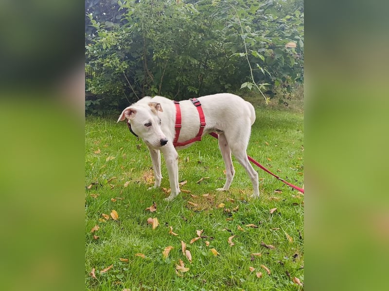 ♥FREDERIK♥ neu auf Pflegestelle bei Köln - wundervoller, menschenbezogener, ruhiger Jungrüde 50 cm