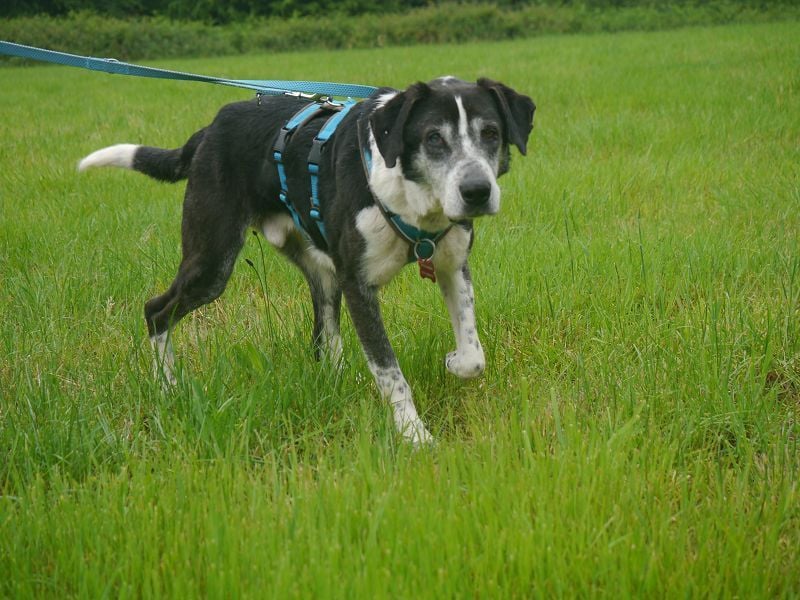 ♥LADI♥ am 13.7. bei "Tiere suchen ein Zuhause"-lieber, unkomplizierter und dankbarer Schmusebär 63cm