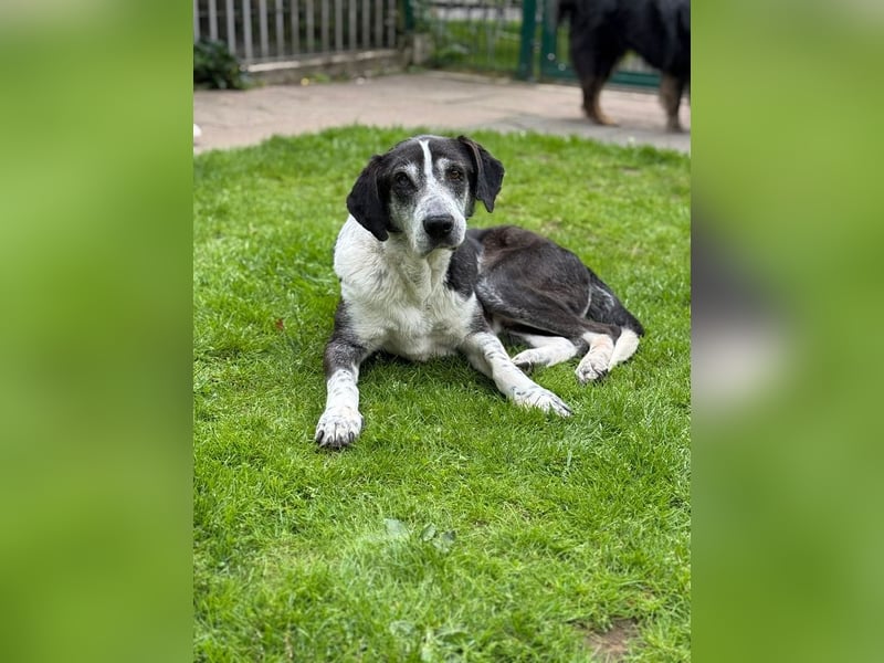 ♥LADI♥ am 13.7. bei "Tiere suchen ein Zuhause"-lieber, unkomplizierter und dankbarer Schmusebär 63cm