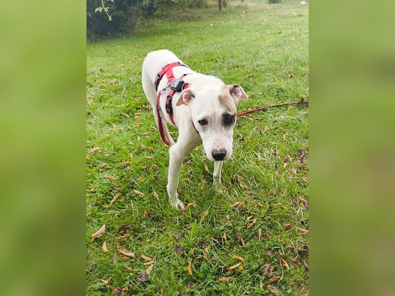 ♥FREDERIK♥ neu auf Pflegestelle bei Köln - wundervoller, menschenbezogener, ruhiger Jungrüde 50 cm
