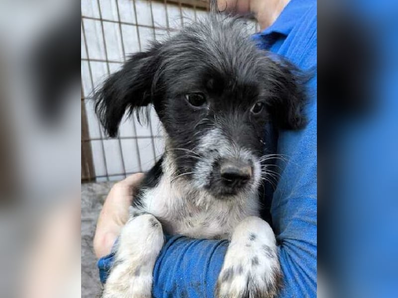 ♥LUDWIG♥ niedlicher, verspielter Junior, der von einem liebevollen Zuhause träumt 25-30cm (wachsend)