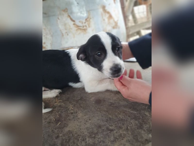 ♥LUKAS♥ zuckersüßer, herzallerliebster Fratz 24 cm (bleibt kleiner)