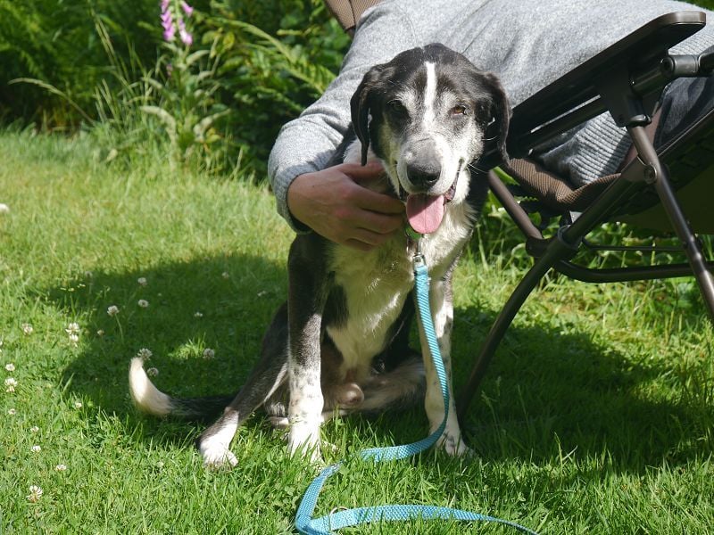 ♥LADI♥ am 13.7. bei "Tiere suchen ein Zuhause"-lieber, unkomplizierter und dankbarer Schmusebär 63cm