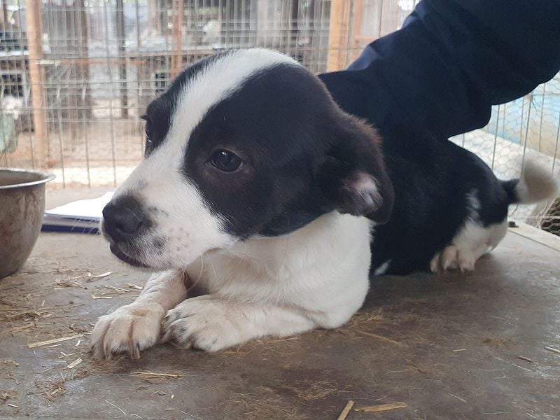 ♥LUKAS♥ neu auf Pflegestelle bei Duisburg-zuckersüßer, herzallerliebster Fratz 24cm (bleibt kleiner)