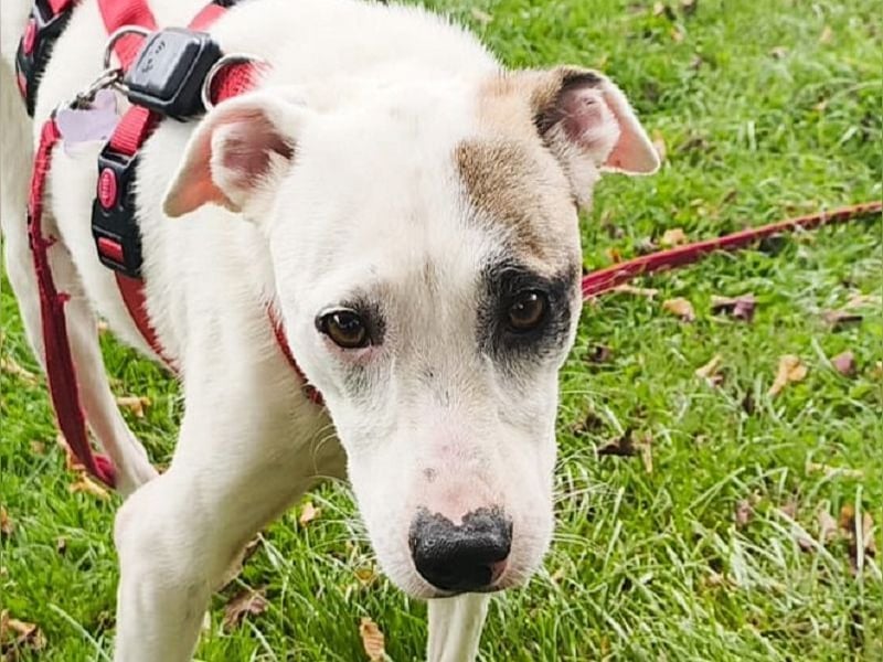 ♥FREDERIK♥ neu auf Pflegestelle bei Köln - wundervoller, menschenbezogener, ruhiger Jungrüde 50 cm