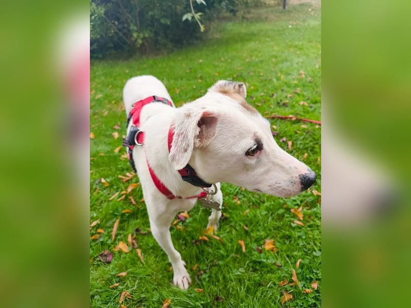♥FREDERIK♥ neu auf Pflegestelle bei Köln - wundervoller, menschenbezogener, ruhiger Jungrüde 50 cm