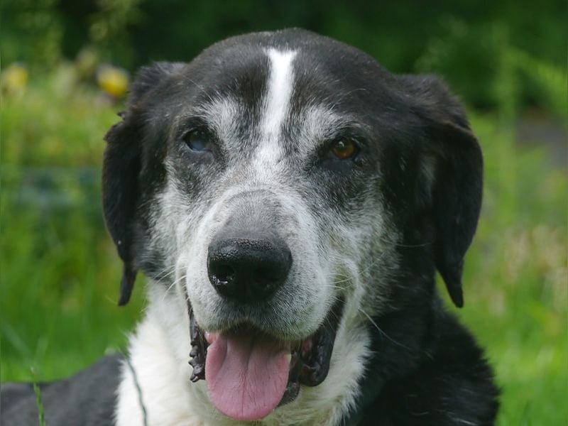 ♥LADI♥ am 13.7. bei "Tiere suchen ein Zuhause"-lieber, unkomplizierter und dankbarer Schmusebär 63cm