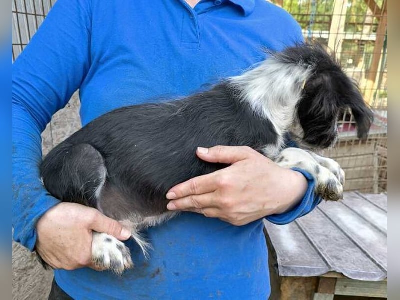 ♥LUDWIG♥ niedlicher, verspielter Junior, der von einem liebevollen Zuhause träumt 25-30cm (wachsend)