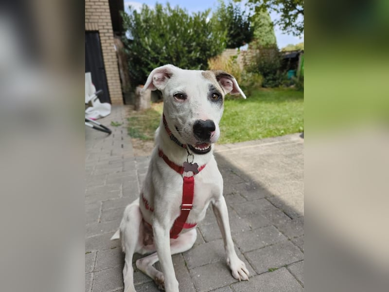 ♥FREDERIK♥ auf Pflegestelle bei Köln - wundervoller, lieber, anfangs noch zurückhaltender Rüde 50cm