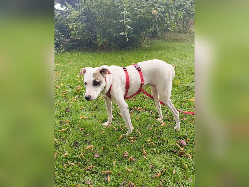 ♥FREDERIK♥ neu auf Pflegestelle bei Köln - wundervoller, menschenbezogener, ruhiger Jungrüde 50 cm