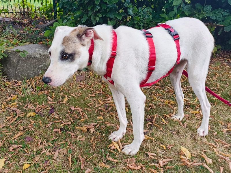 ♥FREDERIK♥ neu auf Pflegestelle bei Köln - wundervoller, menschenbezogener, ruhiger Jungrüde 50 cm