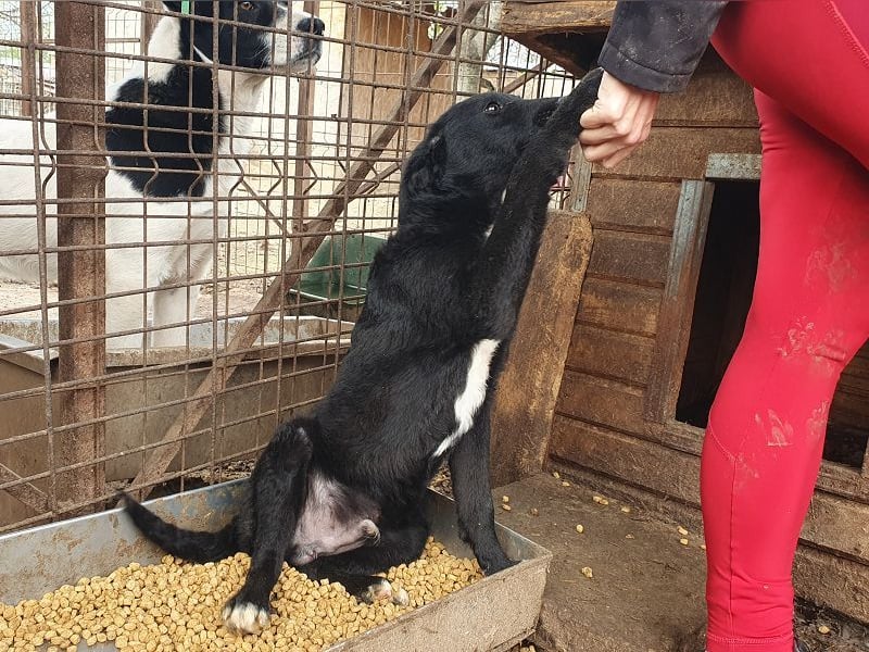 ♥KABO♥ wunderschöner, verschmuster toller Junior mit welligem Fell 41 cm (etwas wachsend)
